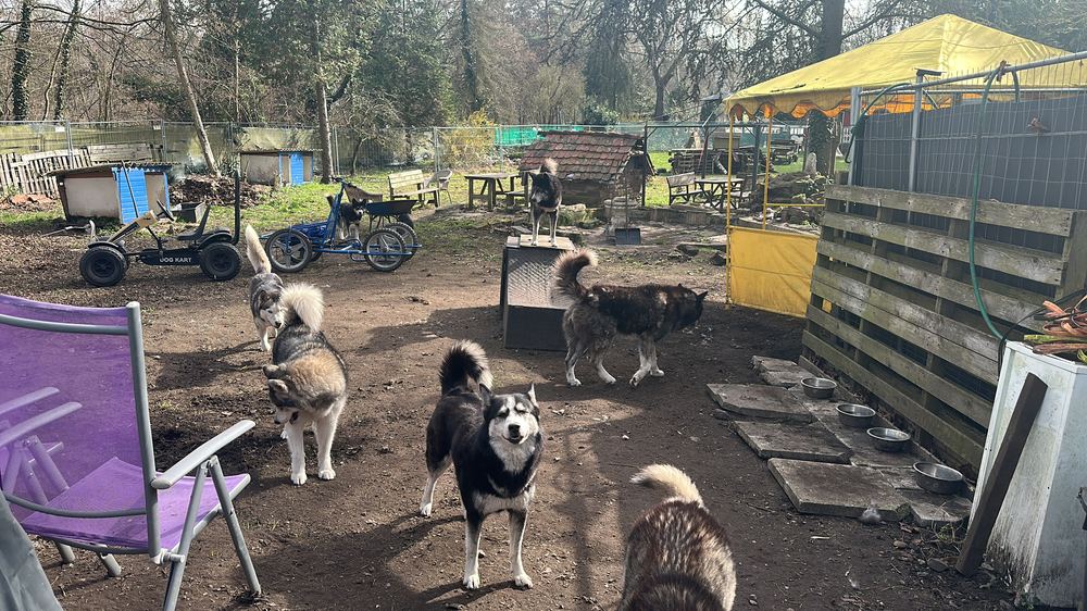 Huskys auf unserem Gelände mit Pedalkarts